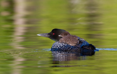 Common Loon (Gavia immer) swimming with a week old chick on her back on Buck Lake, Ontario, Canada © Jim Cumming