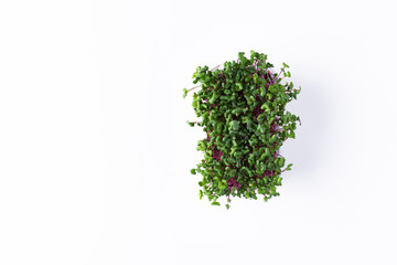 Obraz premium Radish tea rose sprouts in tray on a white background. top view