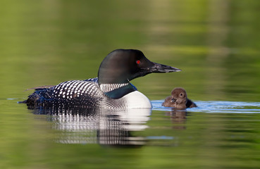 Common Loon (Gavia immer) swimming with a week old chick on Buck Lake, Ontario, Canada © Jim Cumming