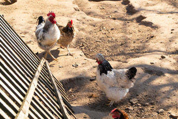 free range chichen in a spring time enviroment on organic farm