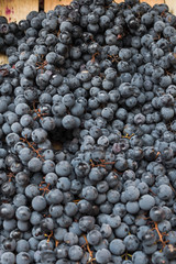 Healthy Organic purple red grapes in the Basket in a market during food festival.