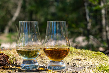 Tasting of scotch single malt whisky from Islay island, most intensely flavoured of all whiskies in Scotland