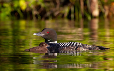 Common Loon (Gavia immer) swimming with a week old chick on Buck Lake, Ontario, Canada  © Jim Cumming