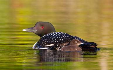 Common Loon (Gavia immer) swimming with a week old chick on Buck Lake, Ontario, Canada © Jim Cumming