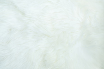 Fototapeta na wymiar Sheepskin, lambskin white background the hide of sheep or lamb skin rug with soft hair texture on leather tanned with fleece in a pelt, natural insulator