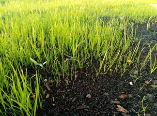 Obraz premium the lawn with grass