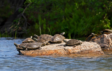Fototapeta na wymiar Northern Map Turtles resting on a rock in the sunshine on Buck Lake, Ontario, Canada