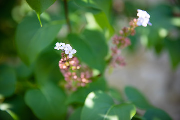 Floraison du lilas blanc