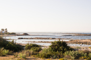 A beautiful landscape of a wild beach surrounded by wild vegetation

