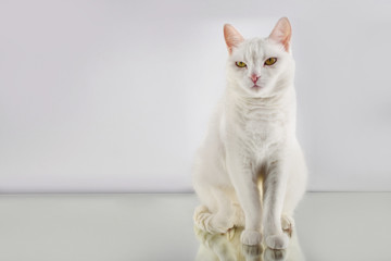 Unhappy beautiful cute white cat with yellow eyes on a white background. Copy space, portrait, banner.