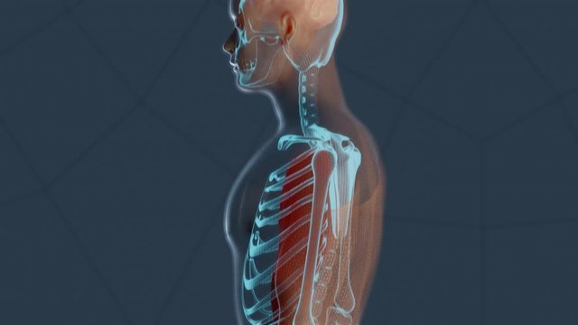 Male human anatomy representation with skeleton and internal organs in 360 spin. 3D render animation