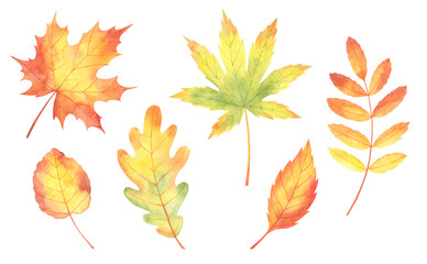 Watercolor Fall Leaves Set