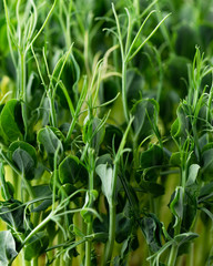 Pea sprouts close-up. Micro green superfood.