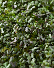 Mizuna cabbage sprouts close-up. Micro green superfood.