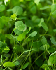Alfalfa sprouts close-up. Micro green superfood.