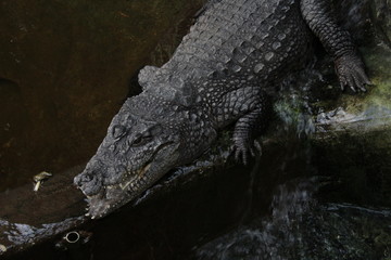 coccodrillo