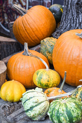 Halloween pumpkins pile or stack mix assortment, during food festival, at the market.