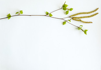 branch with green leaves
