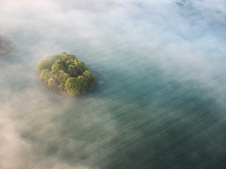 foggy forest