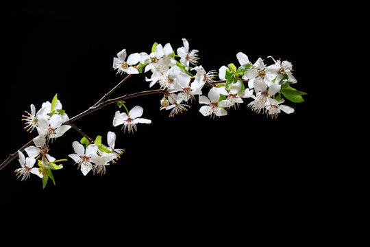 Blooming bird cherry branches with white flowers on a black background