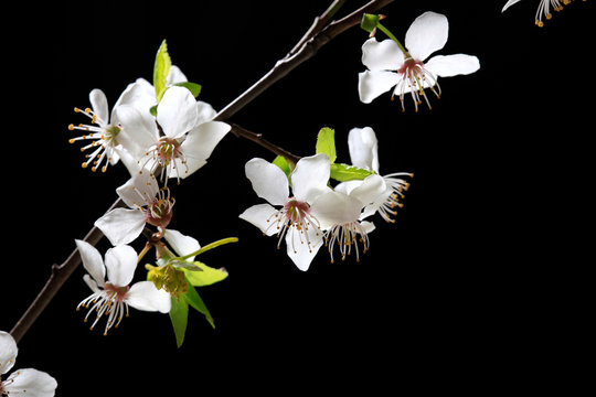 Blooming bird cherry branch with white flowers on a black background