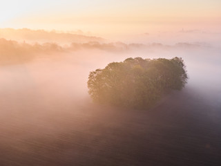 foggy forest