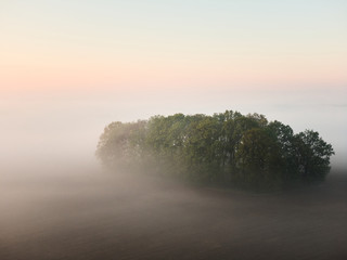 foggy forest