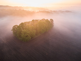 foggy forest