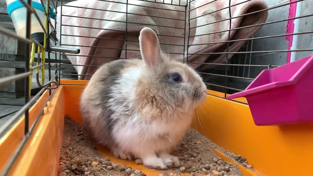 A gray rabbit is sitting in a cage. An animal with big ears. Domestic hare in a yellow box.