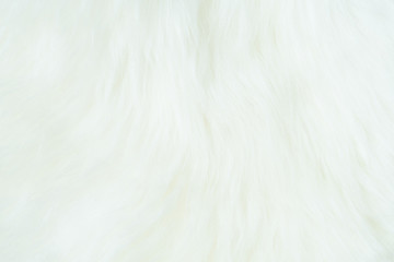 Sheepskin, lambskin white background the hide of sheep or lamb skin rug with soft hair texture on leather tanned with fleece in a pelt, natural insulator