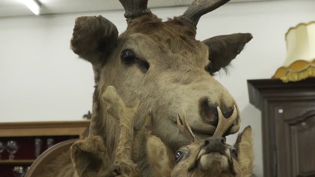 Close-up tilt shot of deer heads in a vintage antique shop