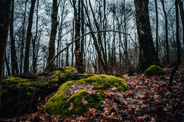 autumn in the forest