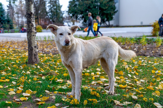 An Abandoned Stray Big White Dog. Stray Dog In Autumn Park.