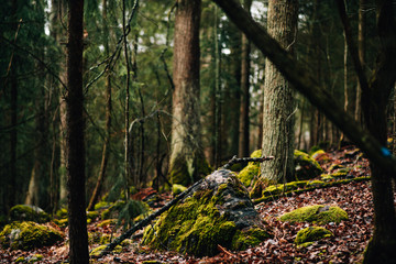 tree in the forest