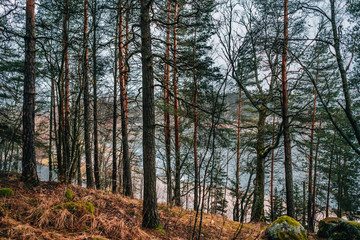 Fototapeta premium trees in the forest