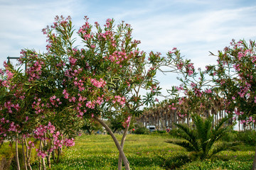 Fototapeta na wymiar Pink spring flower on the tree macro