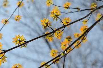 Yellow maple leaves against blue sky