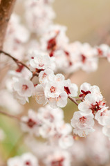 Cherry blossom in spring