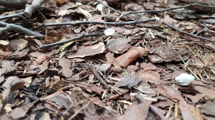 wood chips - fuel of alternative energy
