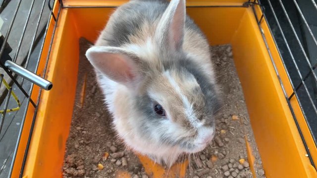 A gray rabbit is sitting in a cage. An animal with big ears. Domestic hare in a yellow box.