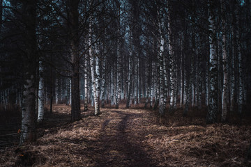 Naklejka premium Dark winter forest 