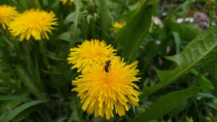 yellow dandelion flowers in the garden
