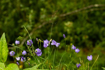 Beautiful bell flowers. Campanula vulgaris. Nice meadow flower blooming in summer.