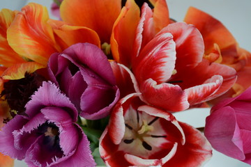 Mix of colorful tulips closeup