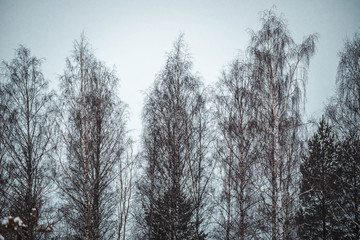 Fototapeta na wymiar Tree in the winter of finland 