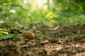 Forest snail background. A snail in the woods after rain.