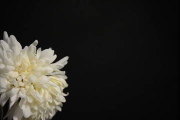 Isolated delicate flower of white spring chrysanthemum in the left corner of the leaf on a black background