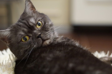 Smiling scotitish grey cat on chair.