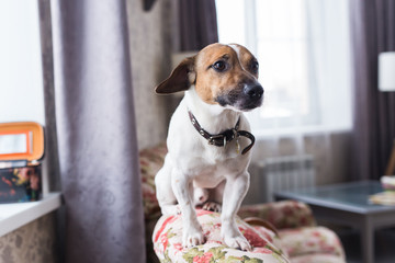 Jack Russell Terrier lying at home. Pet and household concept.
