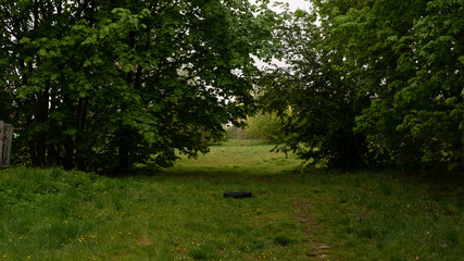 Krzewy i drzewa. © Bernadeta